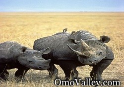 The Black Rhinoceros or Rhino in Ethiopia